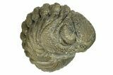 Long, Bumpy Enrolled Morocops Trilobite - Morocco #269177-1